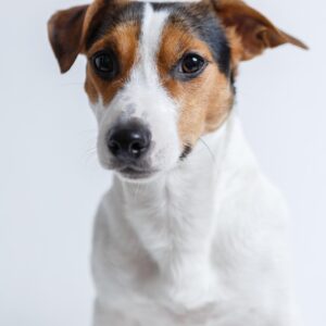 jack russell, dog, pet, canine, animal, fur, nature, snout, mammal, dog portrait, animal world
