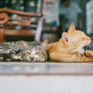 Two domestic cats resting indoors, one yawning while lying on a patterned rug.
