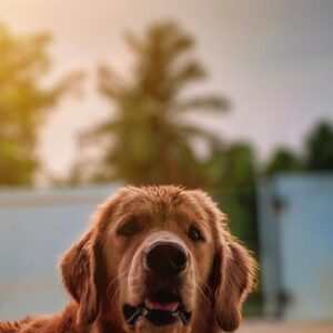 Charming golden retriever portrait outdoors at sunset. Perfect pet imagery!