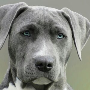 High-resolution close-up portrait of a gray dog with striking blue eyes, capturing elegant features.
